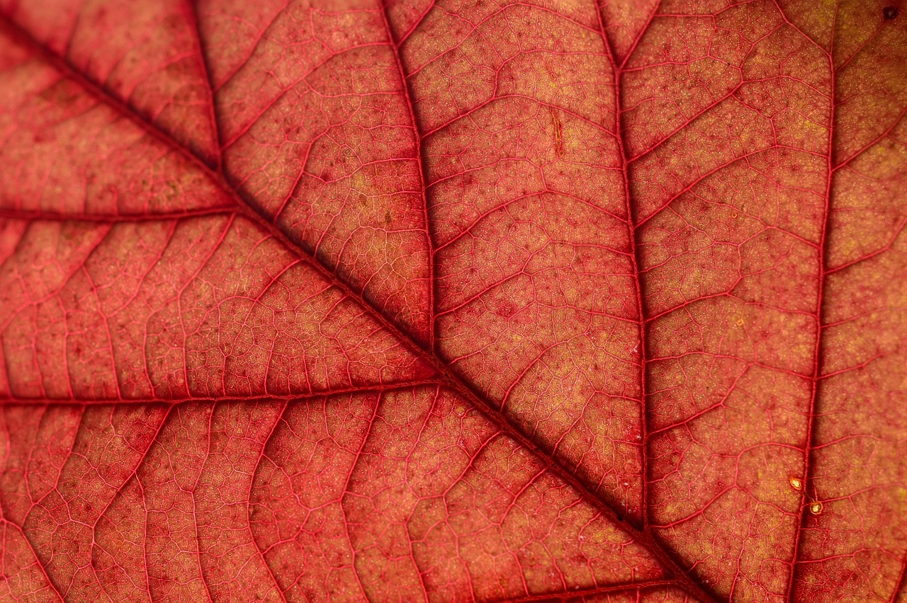 Modul 7 und 8 - "von der Fachkraft zur Führungskraft" für Therapeuten